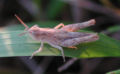 male larva