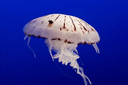 Picture of a "Purple-striped Jelly" (Chrysaora Colorata) taken at Montery Bay Aquarium, Monterey, California, USA.