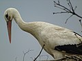 * Nomination Ciconia ciconia (White stork) in Brugos de Fenar (La Robla, León, Spain). --Drow male 06:18, 22 April 2019 (UTC) * Decline Noise and not sharp sorry --Cvmontuy 18:00, 23 April 2019 (UTC)