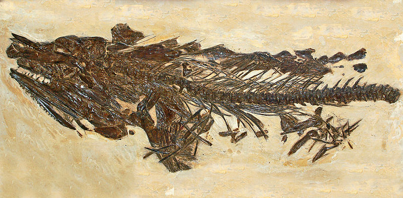 File:Cimolichthys.JPG