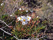 Cistus clusterii2.jpg 