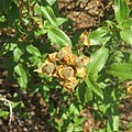 Cistus laurifolius