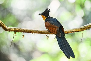 Clamator coromandus, Chestnut-winged cuckoo - Kaeng Krachan National Park (25570707601).jpg