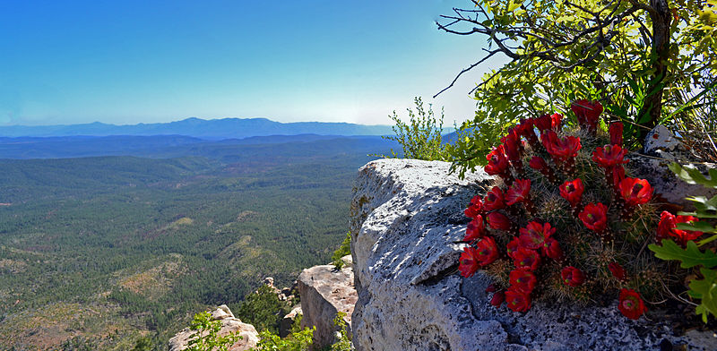 File:Claret cup bloom on Mogollon Rim.jpg