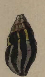 <i>Clavus cantharis</i> Species of gastropod