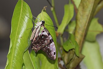 Ventral view