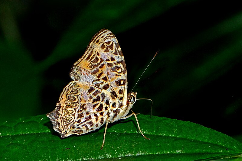 File:Close wing position of Symbrenthia hypselis Godart, 1823 – Spotted Jester WLB DSC 0208.jpg