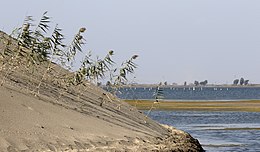 Habitat des dunes côtières à Tuzla, Karataş 2016 01-1.jpg