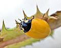 10/14 English: A Coccinella septempunctata that only just eclosed, yellow. Français : Un spéciment de Coccinella septempunctata qui vient juste se sortir de l'état de nymphe, jaune.