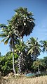 Coconut and Toddy palm - panoramio.jpg