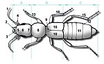 9 = Escutelo em Staphylinidae (Coleoptera)