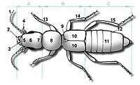 9 = Coleoptera scutellum