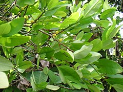 Erythroxylum coca