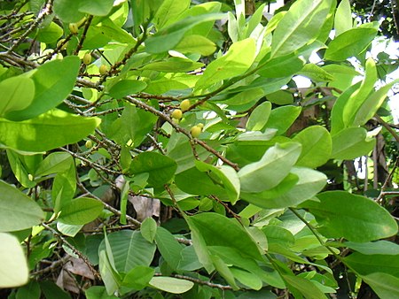 Tập_tin:Colcoca03.jpg