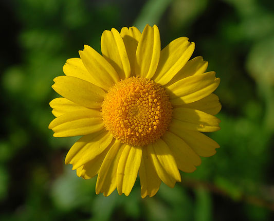 ' A yellow flower of Coleostephus myconis
