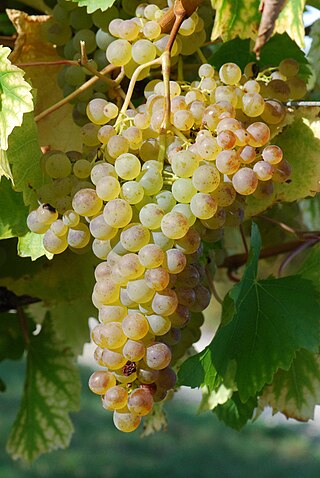 <span class="mw-page-title-main">Colombard</span> Variety of grape