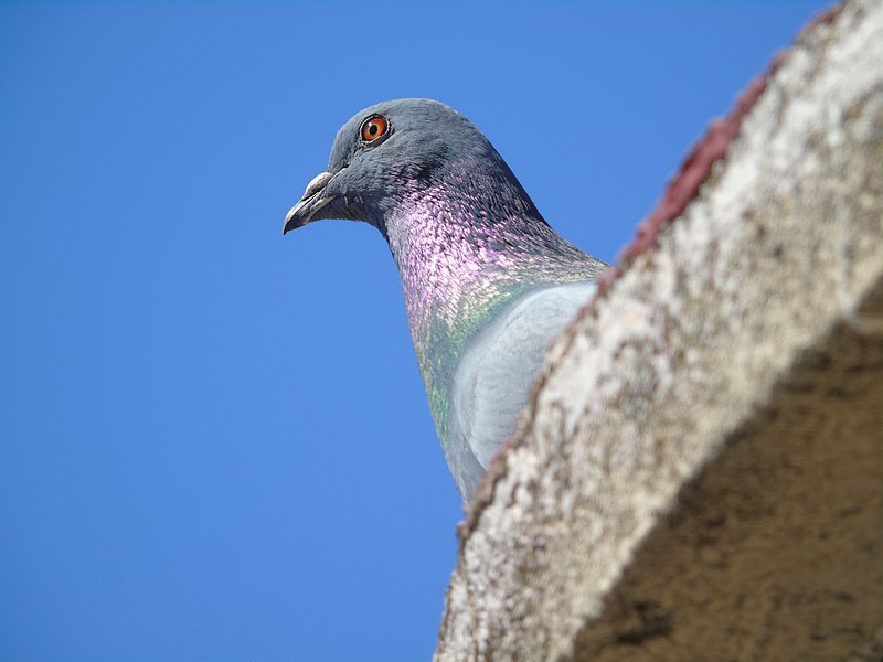 File:Columba livia domestica.404 - La Virgen del Camino (Leon).jpg