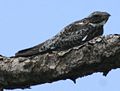 Common Nighthawk.JPG