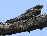 Common nighthawk Common Nighthawk.JPG