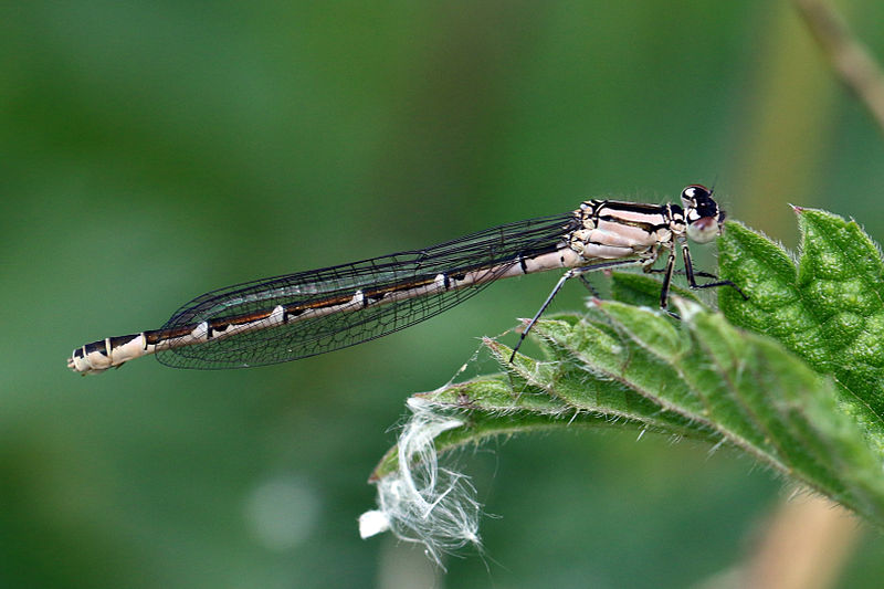 File:Common blue damselfly (Enallagma cyathigerum) heterochrome female.jpg