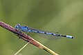 * Nomination Common blue damselfly (Enallagma cyathigerum) male --Charlesjsharp 08:49, 8 June 2023 (UTC) * Promotion Good quality. --Snowmanstudios 09:43, 8 June 2023 (UTC)