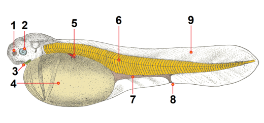 Net uit het ei geslopen larve van de steur, met de belangrijkste kenmerken. De afbeelding is ingekleurd om de verschillende lichaamsdelen beter zichtbaar te maken.  1 = Neusgat 2 = Oog 3 = Mondopening 4 = Dooierzak 5 = Borstvin(in aanleg)  6 = Chorda dorsalis 7 = Darmkanaal 8 = Anus 9 = Staartvin