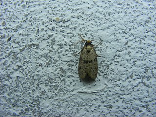 Eriocottidae Family of moths