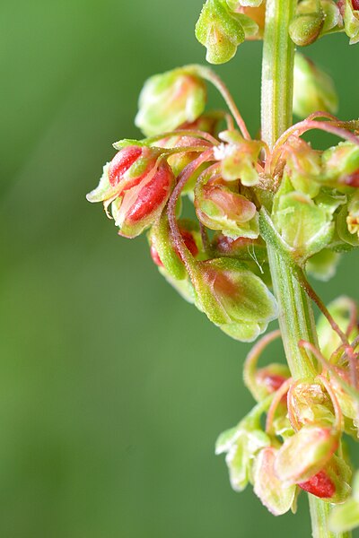 File:Contarinia rumicis 2575M.jpg