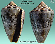 Conus coronatus 2.jpg