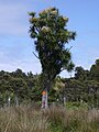 West Coast Region, New Zealand.