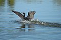 Double-crested Cormorant