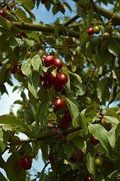 Cornus baum