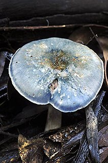 <i>Cortinarius metallicus</i> Species of fungus