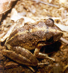 Craugastor rugulosus.jpg