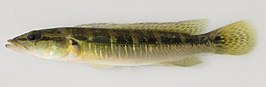 Crenicichla missioneira