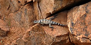 Crevice spiny lizard (Sceloporus poinsettii), Mason County, Texas, US (9 May 2014)