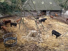 Moderno pesebre metálico circular en una cuadra de ganado vacuno, en Gran Bretaña.