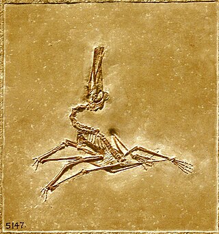 <span class="mw-page-title-main">Ctenochasmatidae</span> Family of ctenochasmatoid pterosaurs