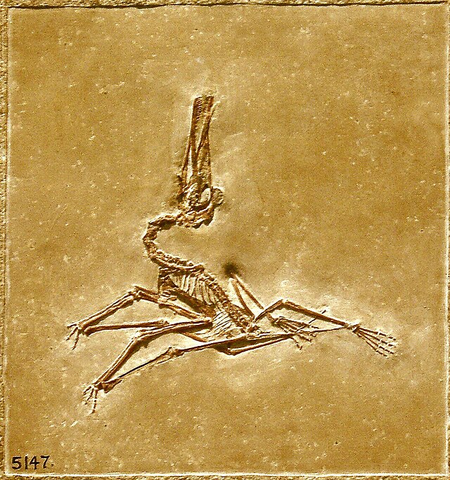 Fösil ela Pterodactylus se Mused Lamerikänik Natajenava.