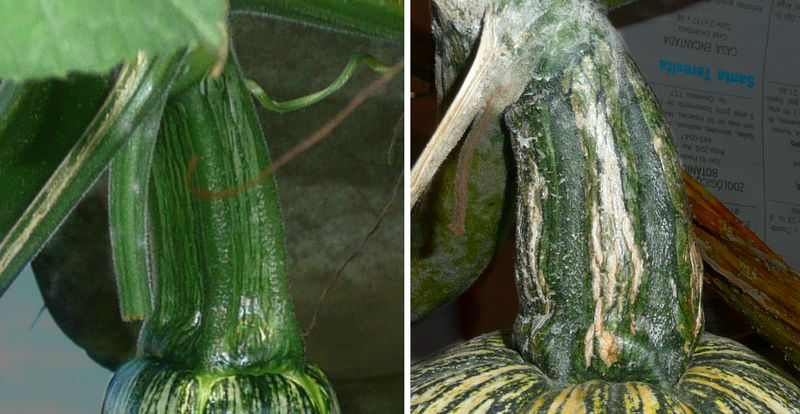 File:Cucurbita argyrosperma "calabaza rayada o cordobesa" (Florensa) fruto F05 pedúnculo inmaduro y maduro.jpg