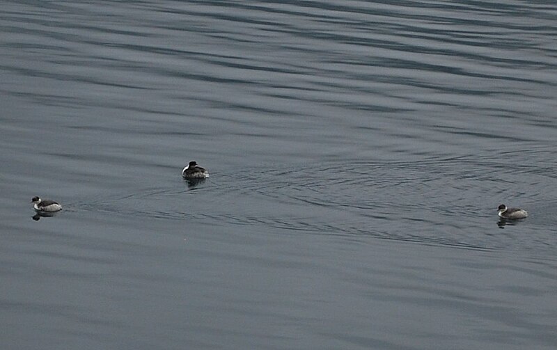 File:Cuicocha silvery grebes 21dec09.jpg