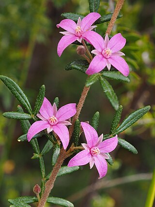 <i>Cyanothamnus inflexus</i> Species of flowering plant