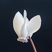 Fleur de Cyclamen hederifolium 'Album'.