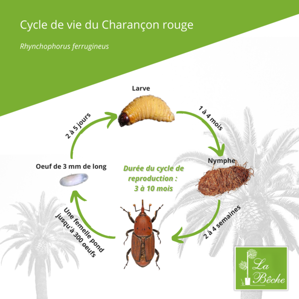 File:Cycle-de-vie-du-charancon-rouge-3.png