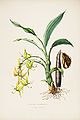 Cycnoches ventricosum plate 5 in: James Bateman: The Orchidaceae of Mexiko and Guatemala, (1843)