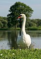 * Nomination Mute swan on the shore of the pond in Brzeźnica, Lesser Poland Voivodeship --Jakubhal 03:52, 1 August 2023 (UTC) * Promotion  Support Good quality.--Tournasol7 04:12, 1 August 2023 (UTC)