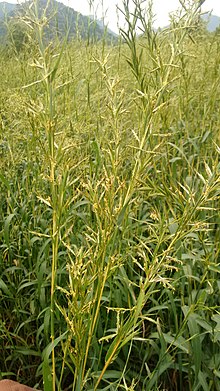 Palmarosa Plant foto, Cymbopogon martinii plant afbeelding