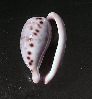 <i>Cypraeovula alfredensis</i> Species of gastropod