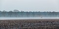 * Nomination Trees in the morning fog at Hausdülmen, Dülmen, North Rhine-Westphalia, Germany --XRay 05:12, 10 April 2016 (UTC) * Promotion  Support Good quality. --Johann Jaritz 05:34, 10 April 2016 (UTC)
