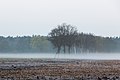 * Nomination Trees in the morning fog at Hausdülmen, Dülmen, North Rhine-Westphalia, Germany --XRay 08:08, 9 April 2016 (UTC) * Promotion Good quality. --Basotxerri 08:49, 9 April 2016 (UTC)